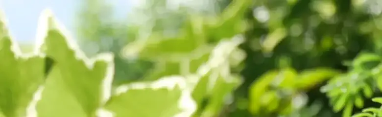 季節ページの花のイメージ
